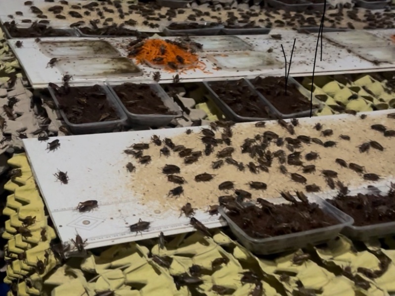 油葫芦蟋蟀，基地直发品质保证，量大从优一手货源欢迎