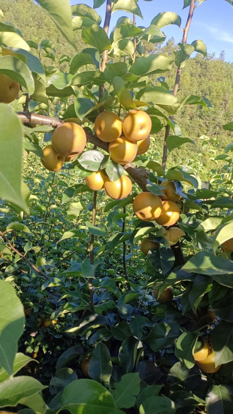 高山金秋梨，香甜可口，果汁肉多，种植基地直销。