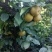 高山金秋梨，香甜可口，果汁肉多，种植基地直销。