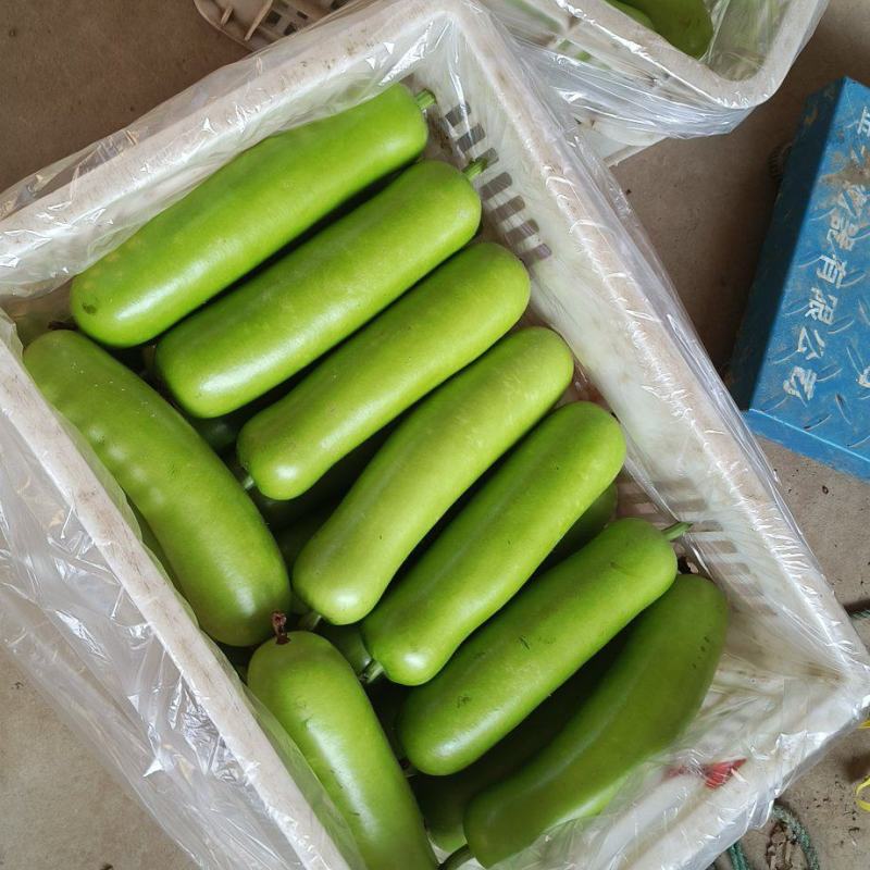 瓠子