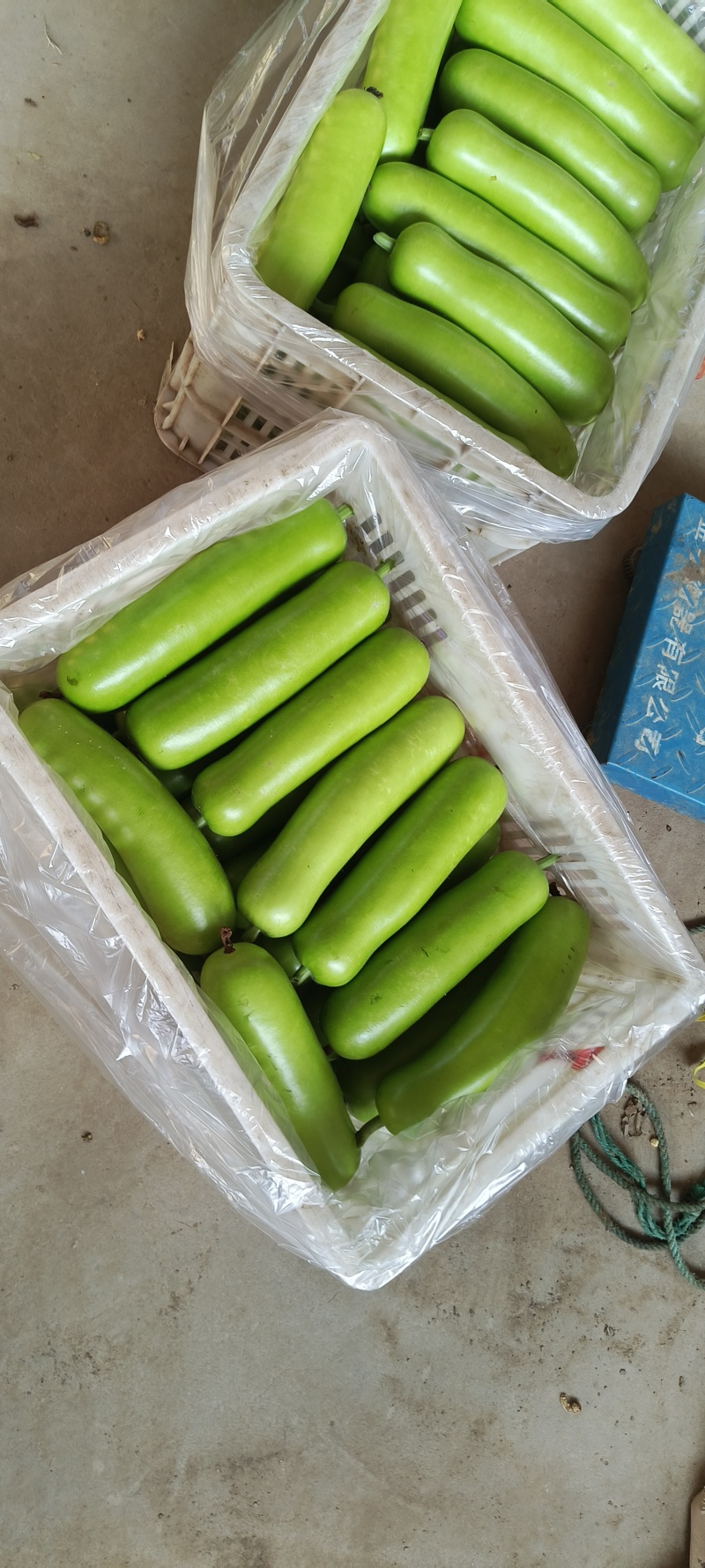 瓠子