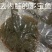 海肠