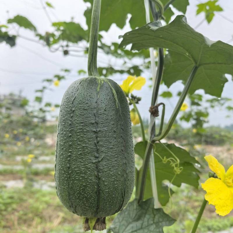 优质山区苹果丝瓜