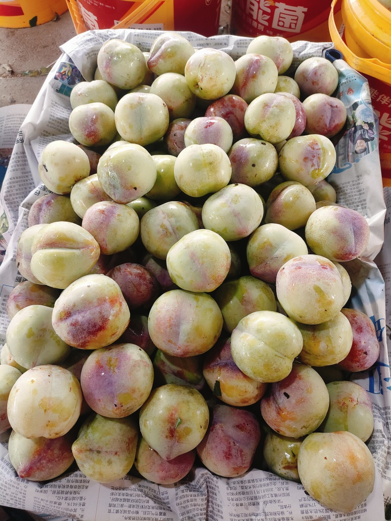 吉盛李子