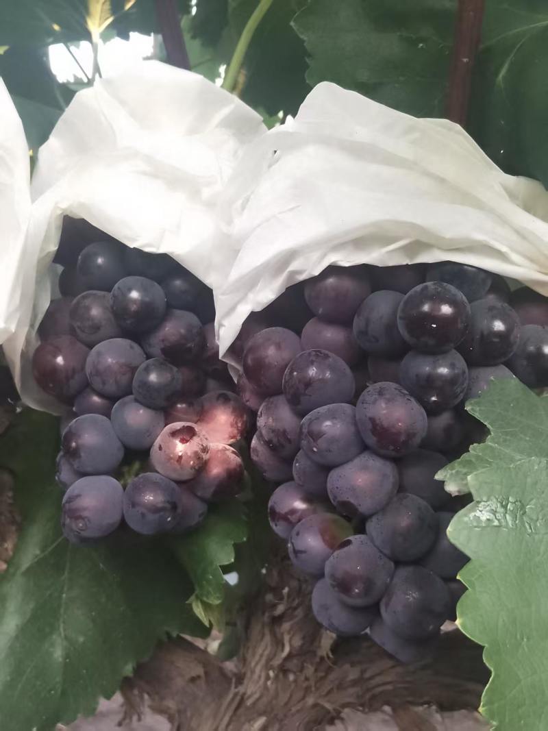 巨峰葡萄