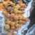 攀枝花膜袋果0.8元