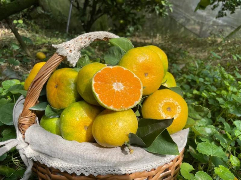 高山特早蜜桔口感甜水分充足产地一手货源价格实惠坏果包赔