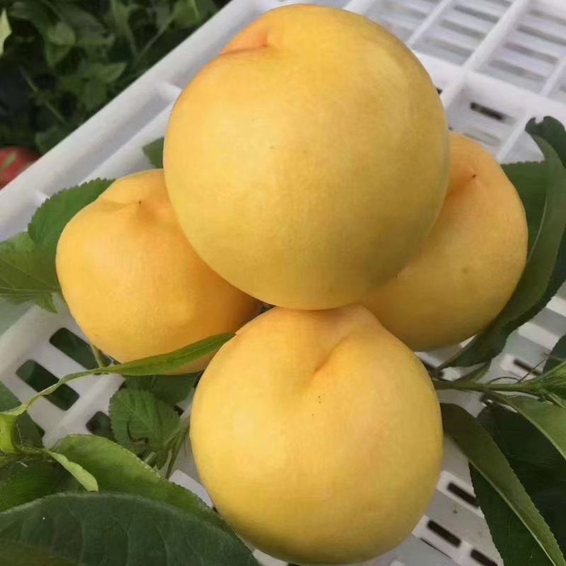 黄菊油（油桃）香脆可口油桃皇后