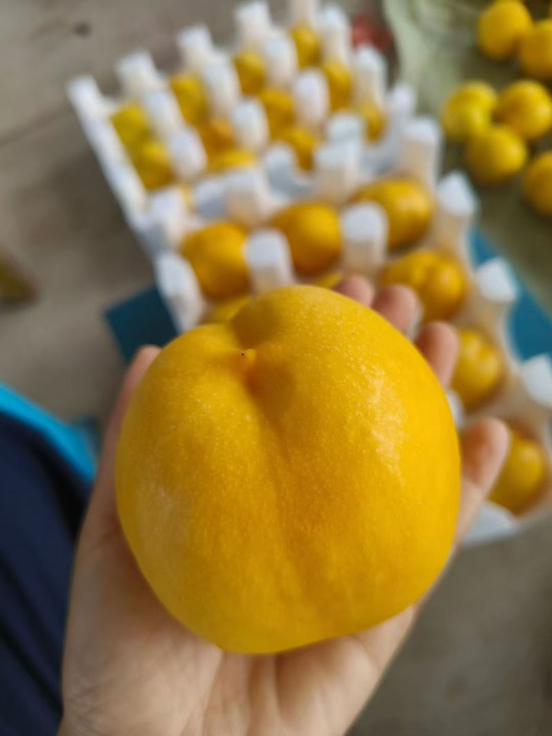 黄菊油（油桃）香脆可口油桃皇后