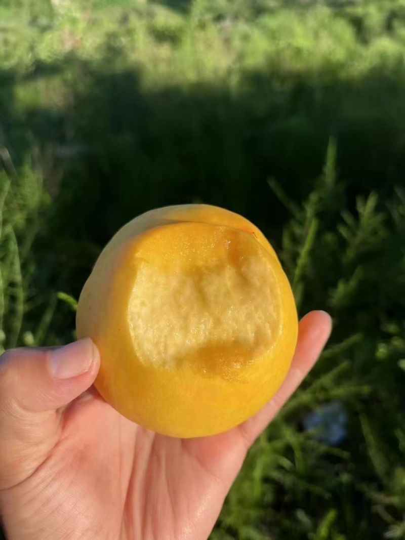 黄菊油（油桃）香脆可口油桃皇后