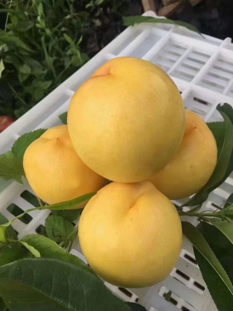 黄菊油（油桃）香脆可口油桃皇后