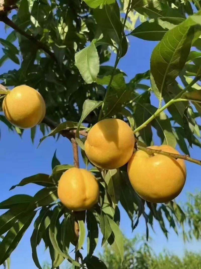 黄菊油（油桃）香脆可口油桃皇后