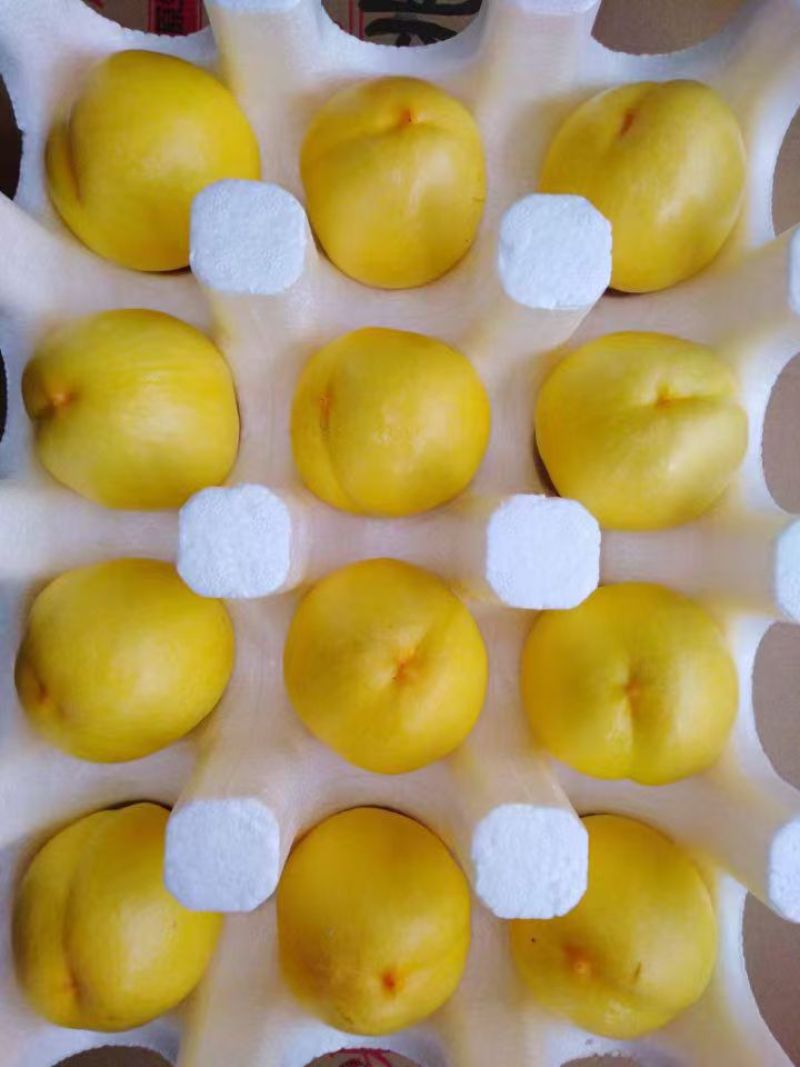 黄菊油（油桃）香脆可口油桃皇后