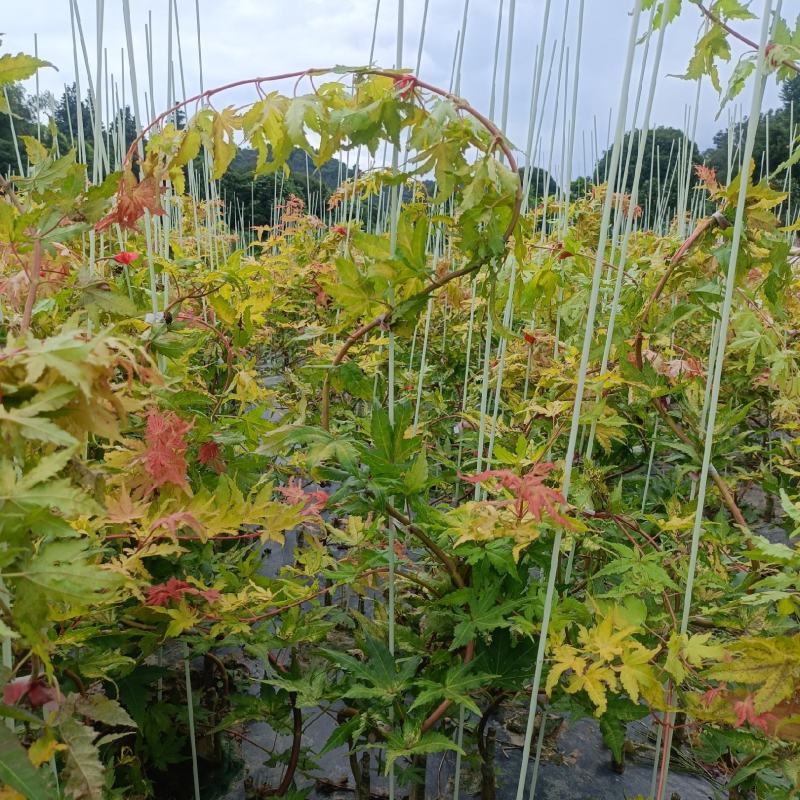 广西桂林品种枫树。红宝石流泉，黄金流泉，青流泉。基地批发