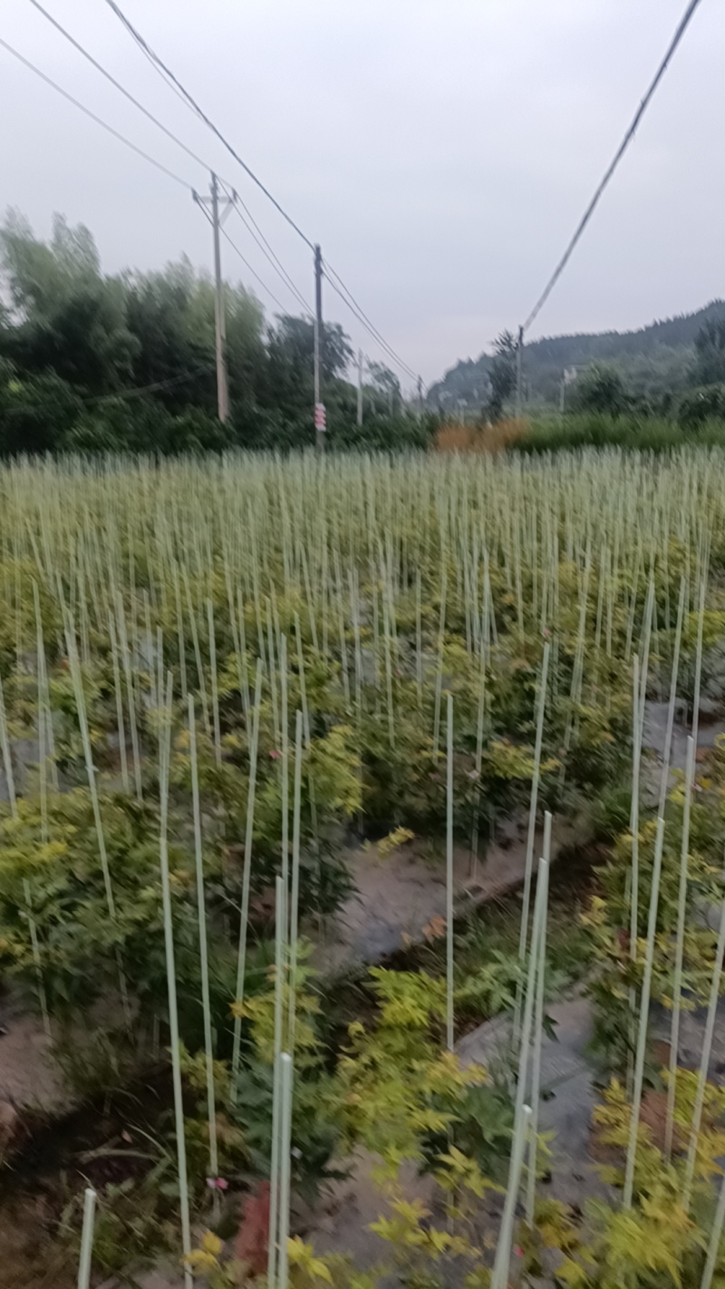 广西桂林品种枫树。红宝石流泉，黄金流泉，青流泉。基地批发