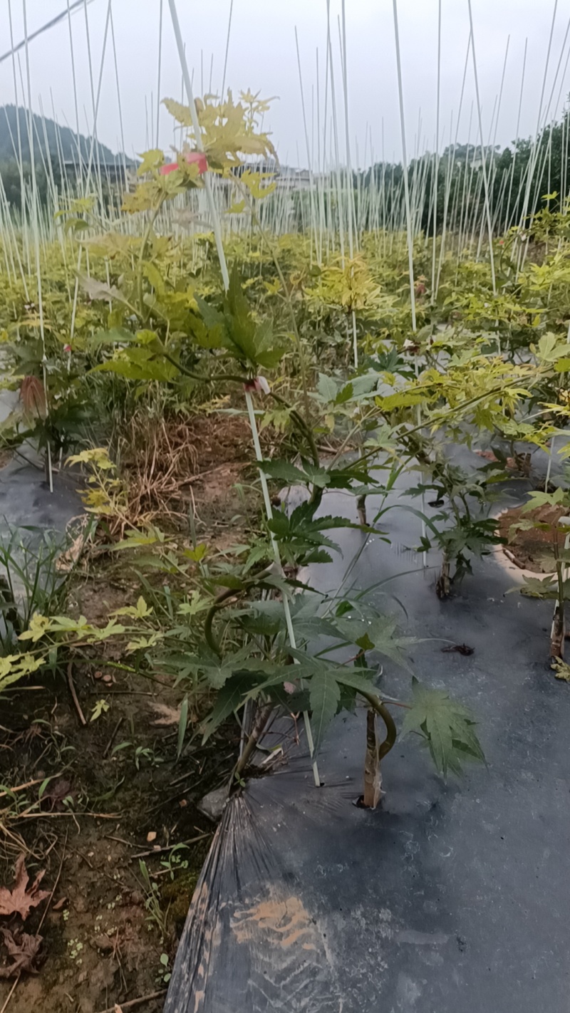 广西桂林品种枫树。红宝石流泉，黄金流泉，青流泉。基地批发