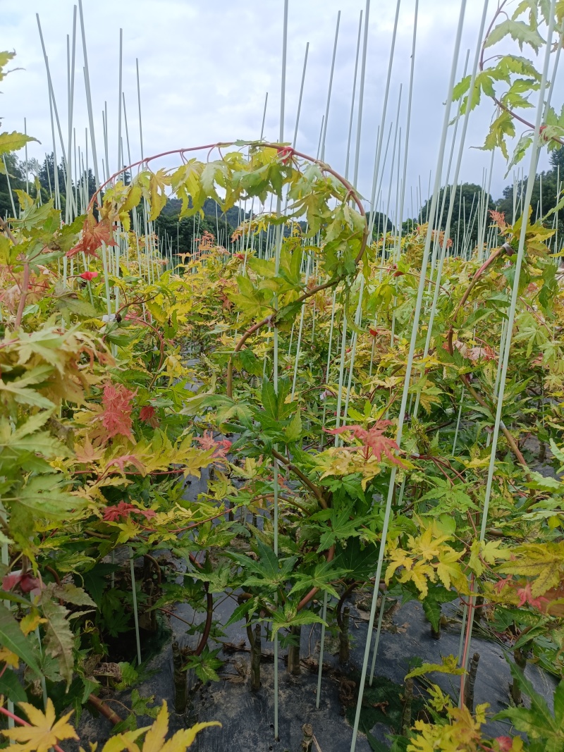 广西桂林品种枫树。红宝石流泉，黄金流泉，青流泉。基地批发