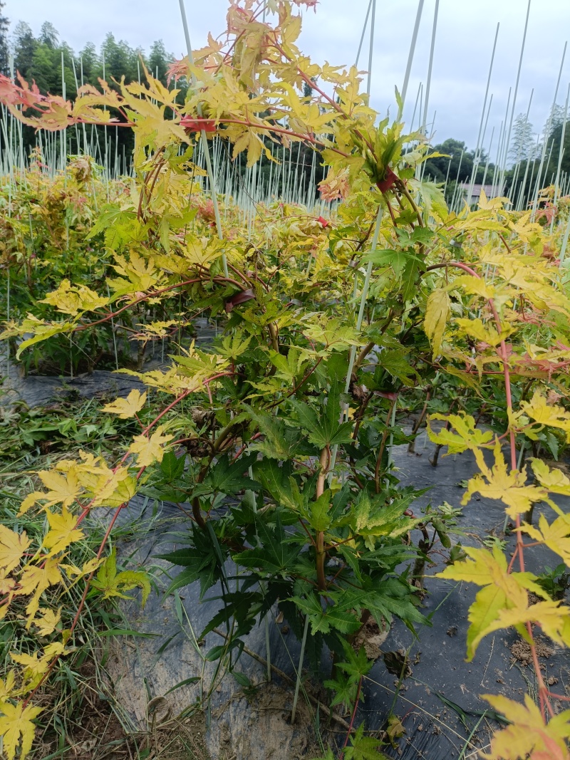 广西桂林品种枫树。红宝石流泉，黄金流泉，青流泉。基地批发