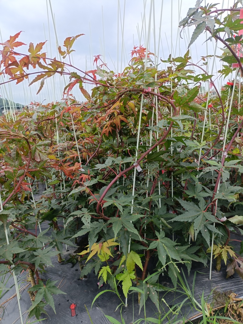 广西桂林品种枫树。红宝石流泉，黄金流泉，青流泉。基地批发