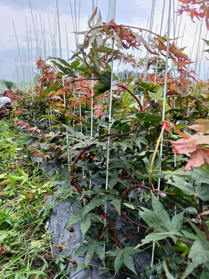 广西桂林品种枫树。红宝石流泉，黄金流泉，青流泉。基地批发