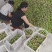 四川雅安汉源半边红，货源充足，脆甜，喜欢的老板来