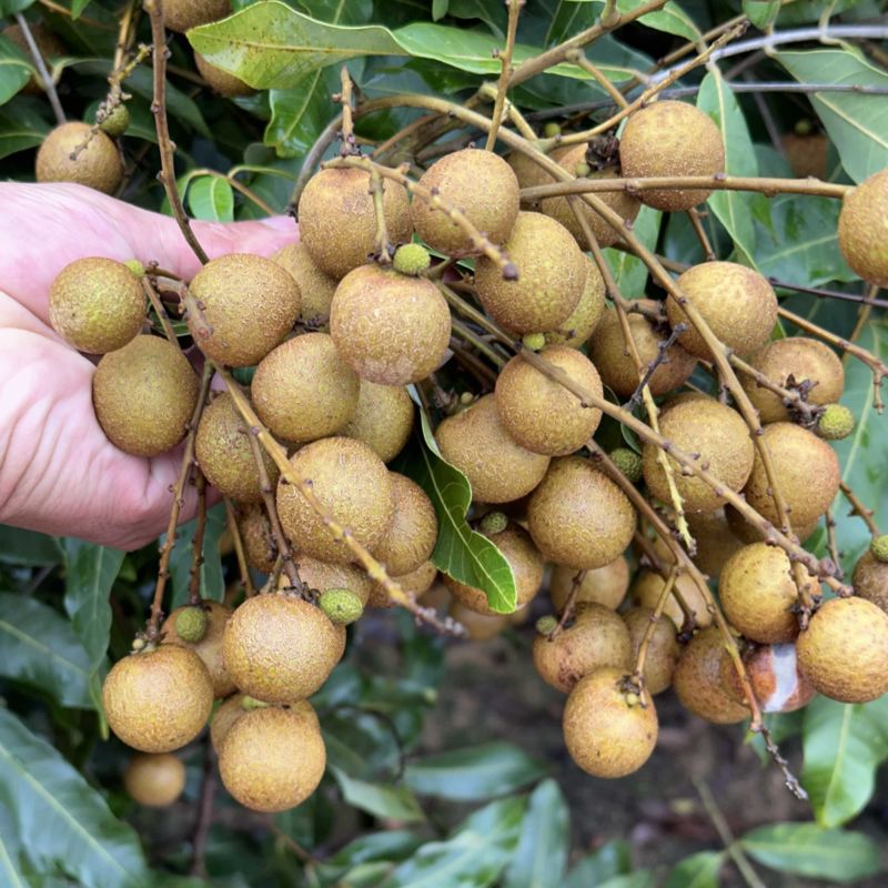 龙眼石硖