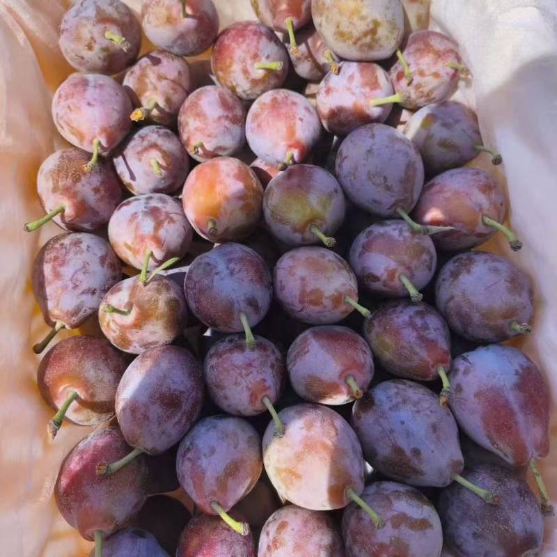 新疆伽师西梅