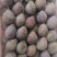 新疆伽师西梅