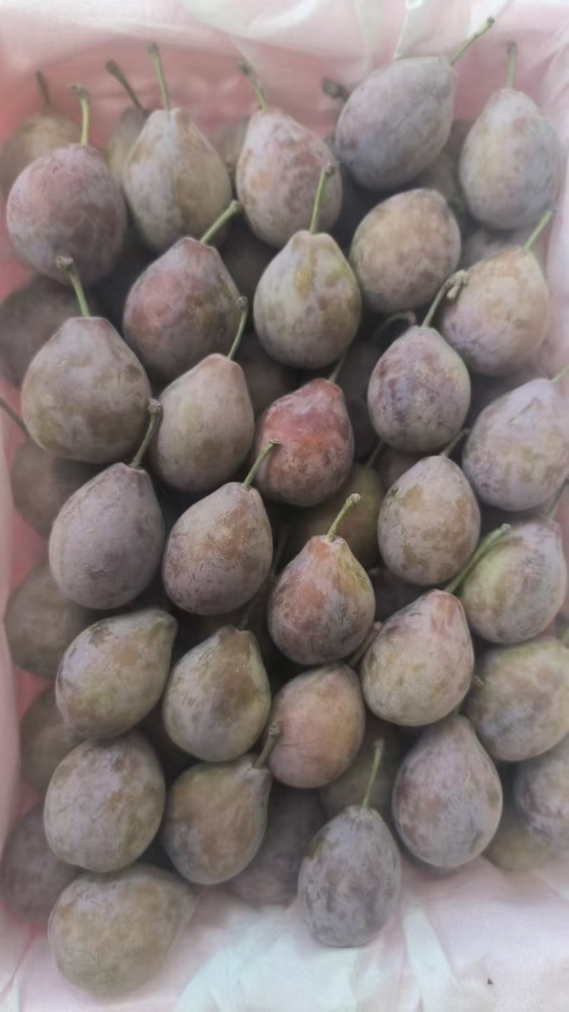 新疆伽师西梅