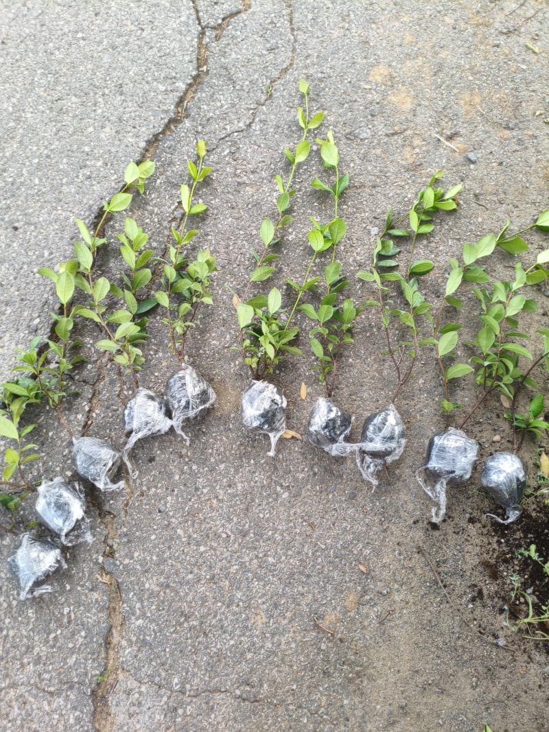 风车茉莉风车茉莉小苗大小规格都有20厘米一1.8米