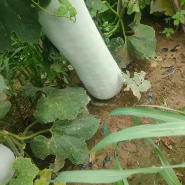 白皮冬瓜基地直销量大质优价格优惠欢迎各大老板采购