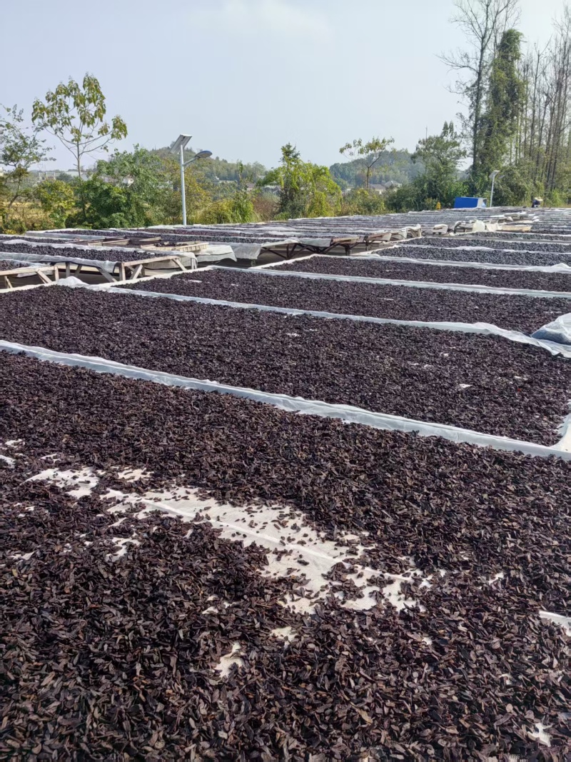 九华黄精茶，一手货源工厂直销，稳定供货，品质保障