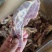 满肉牛腩排，诚信经营，价格合理，一首货源，品质优良。