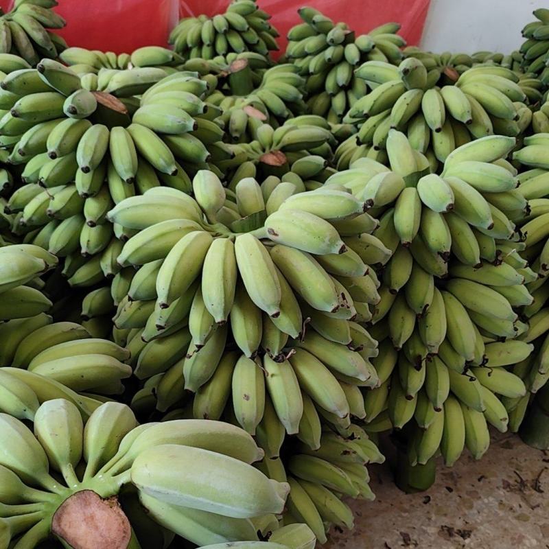 芭蕉粉蕉广东高州粉蕉一件可发