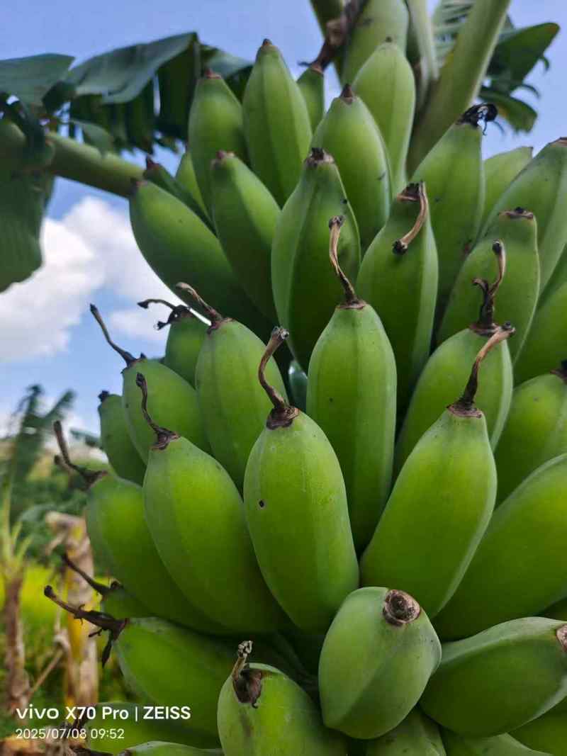 芭蕉粉蕉广东高州粉蕉一件可发