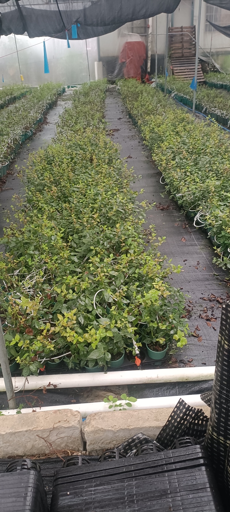 蓝莓小盆友