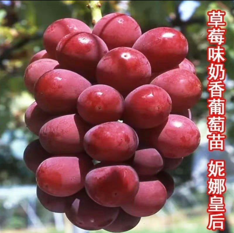 妮娜皇后葡萄苗营养杯苗带土带叶发货的