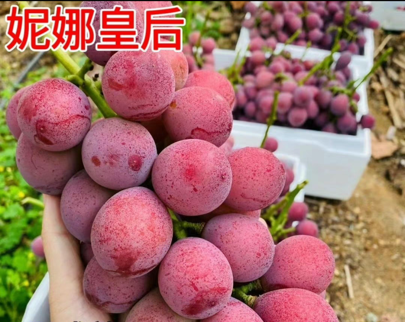 妮娜皇后葡萄苗营养杯苗带土带叶发货的