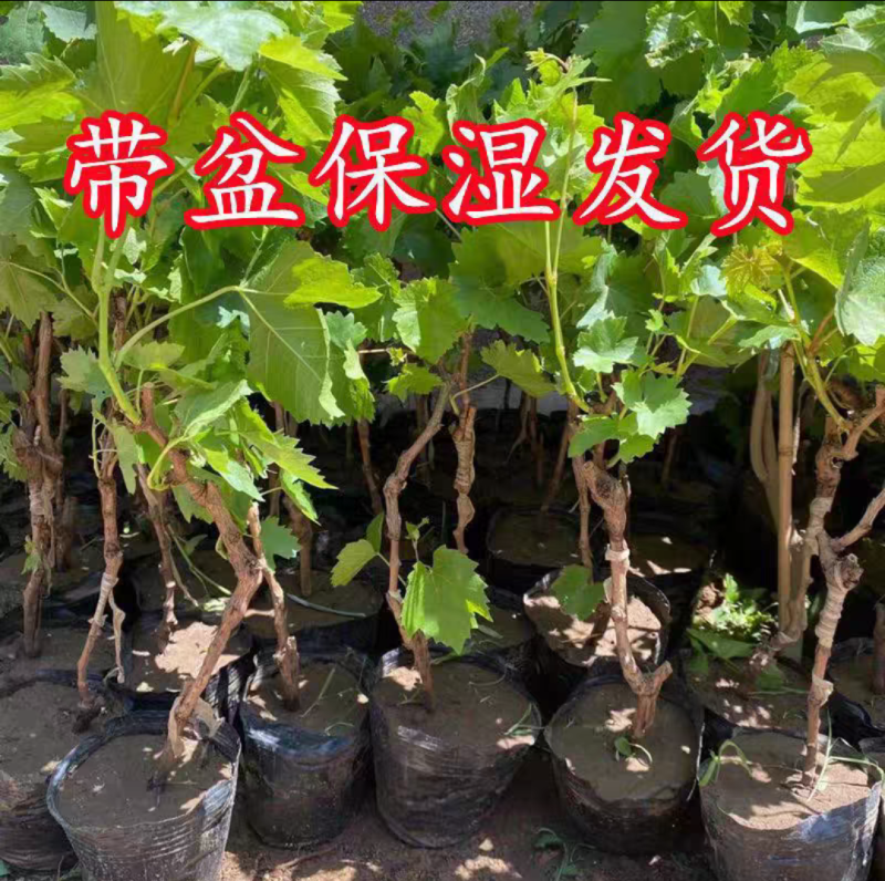 妮娜皇后葡萄苗营养杯苗带土带叶发货的