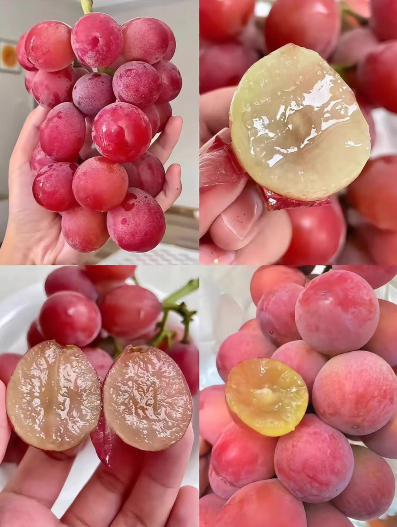 妮娜皇后葡萄苗营养杯苗带土带叶发货的