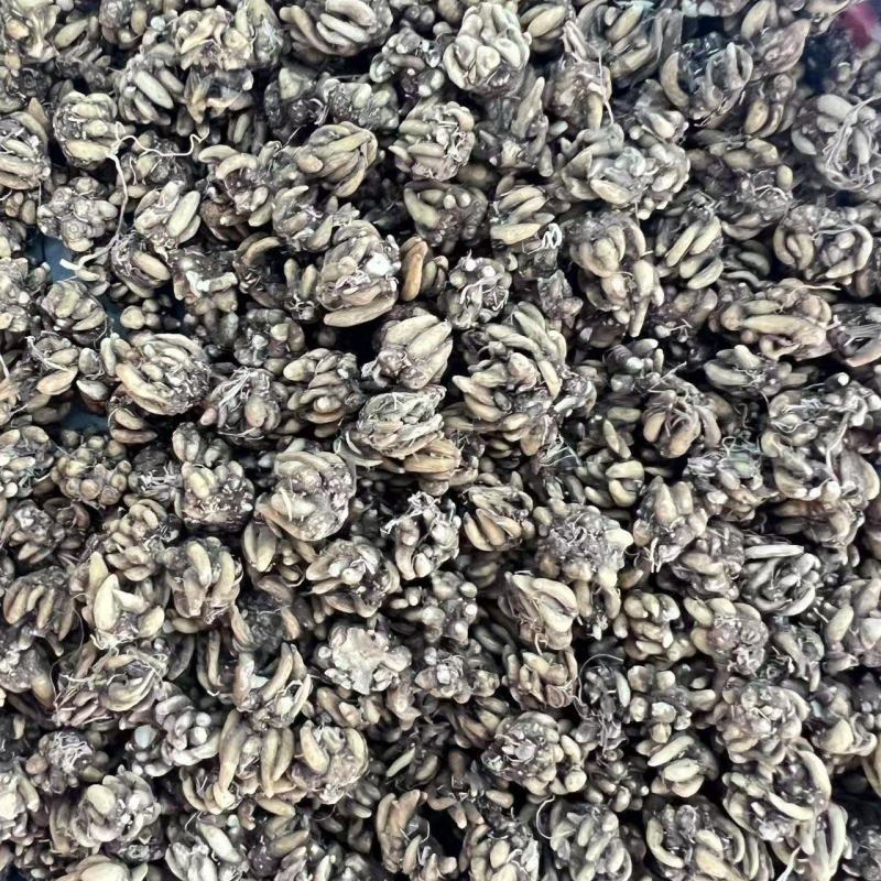 野生黄皮尖爪