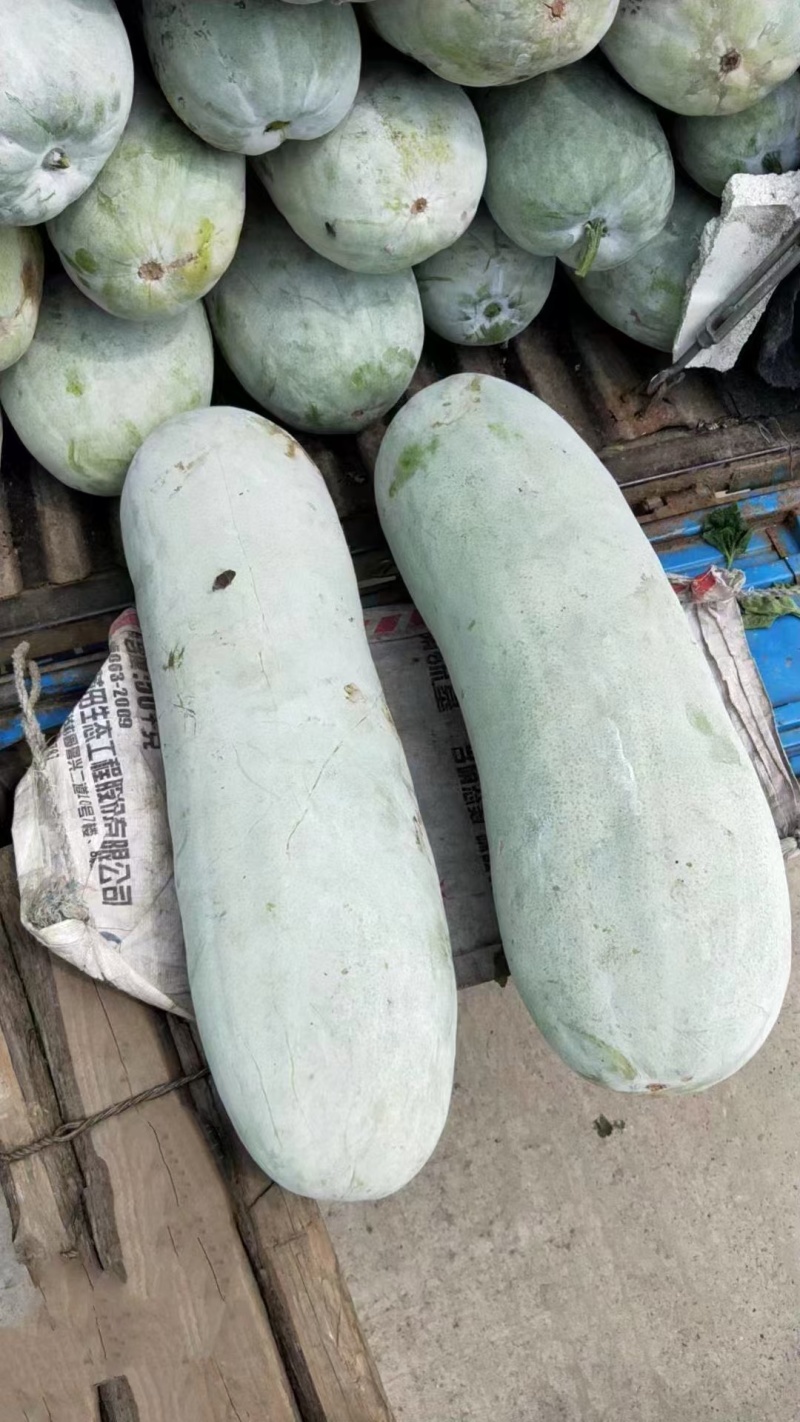 白皮冬瓜基地直销量大质优价格优惠欢迎各大老板采购