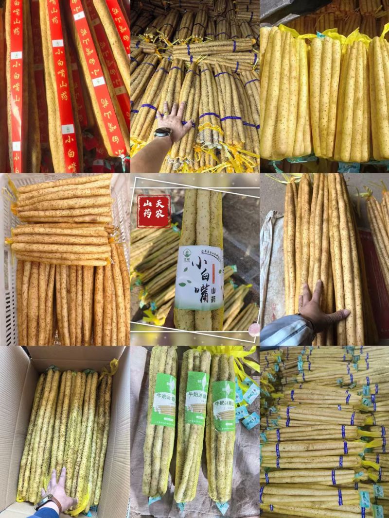 小白嘴山药产地直供，对接全国各大批发市场，超市，电商团购