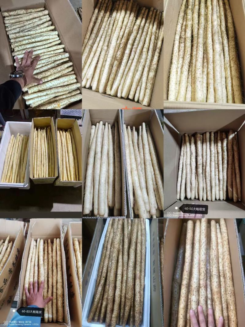 小白嘴山药产地直供，对接全国各大批发市场，超市，电商团购