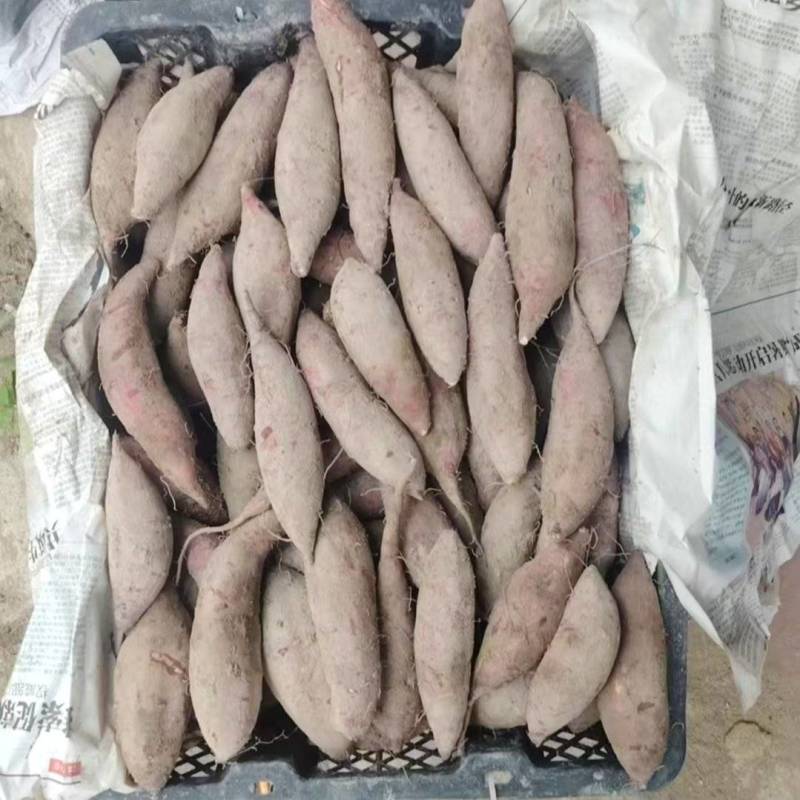 丝滑红薯玛莎莉红薯小薯三量小薯批发