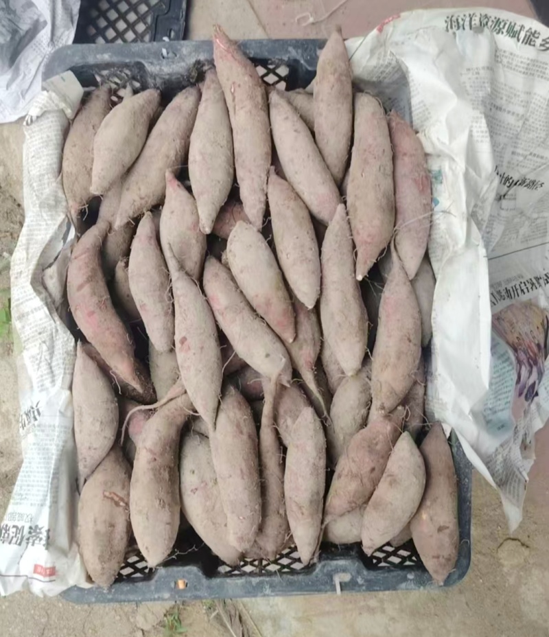 丝滑红薯玛莎莉红薯小薯三量小薯批发