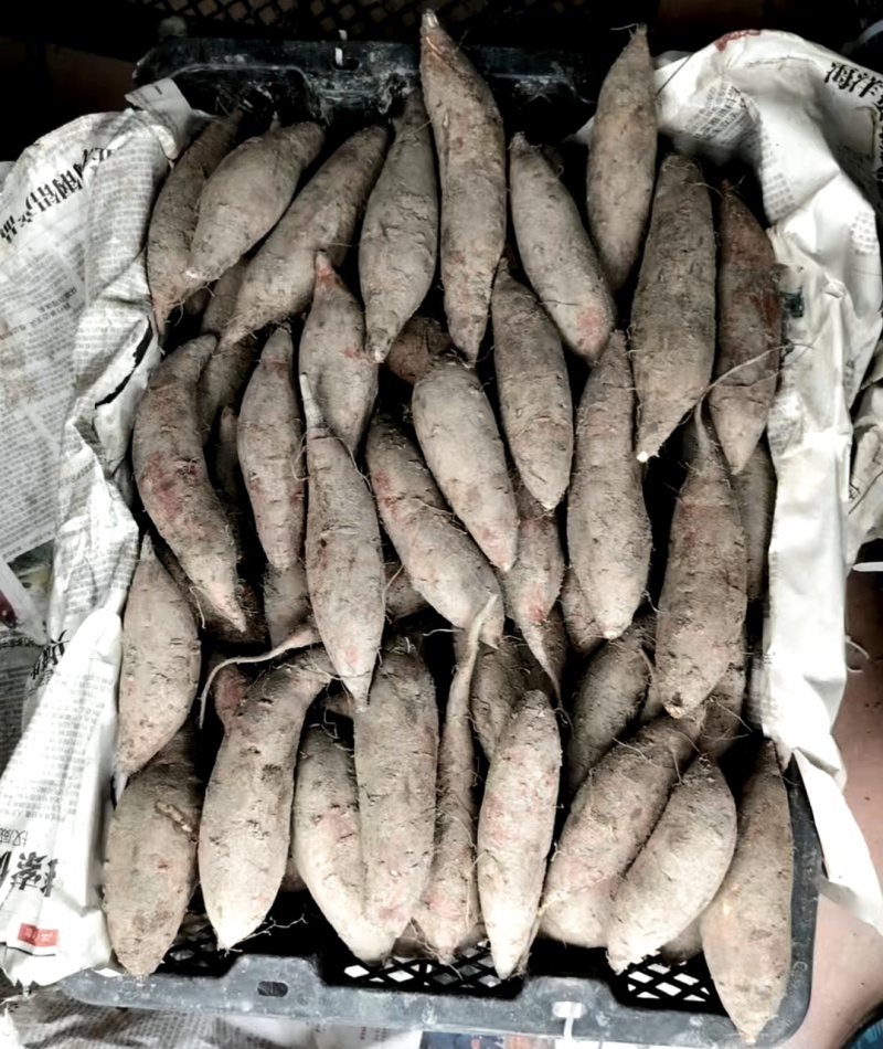 丝滑红薯玛莎莉红薯小薯三量小薯批发