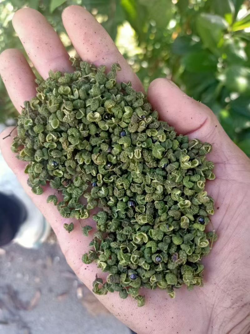 花椒今年新货，特麻，大量有货，欢迎采购，