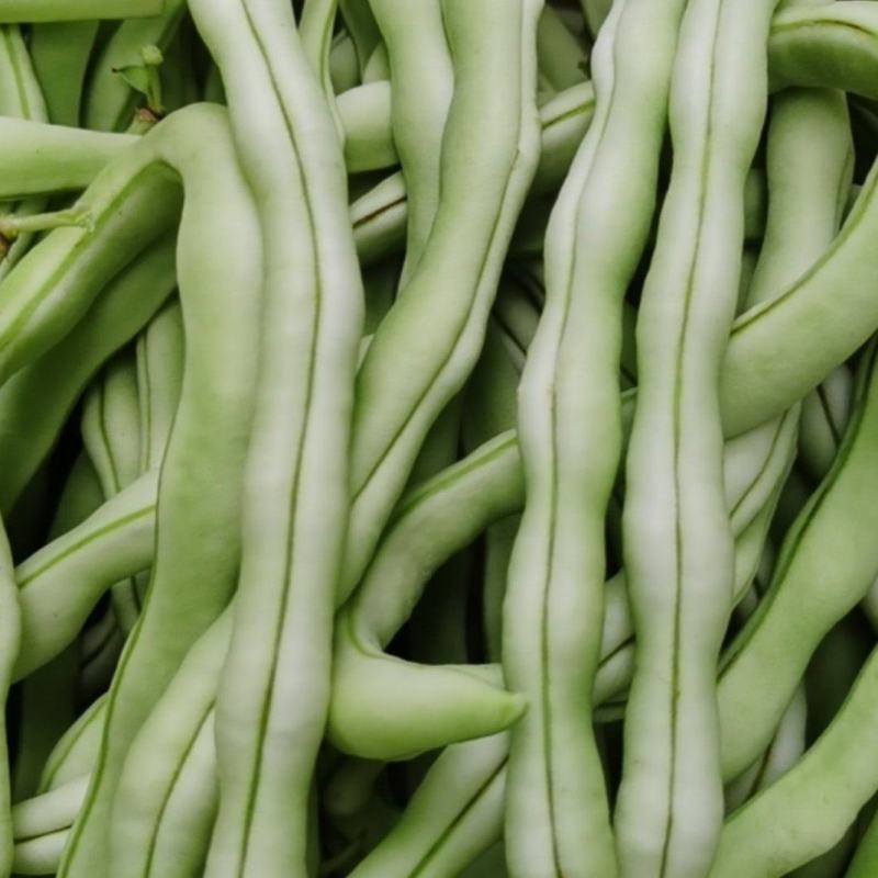 白豆角