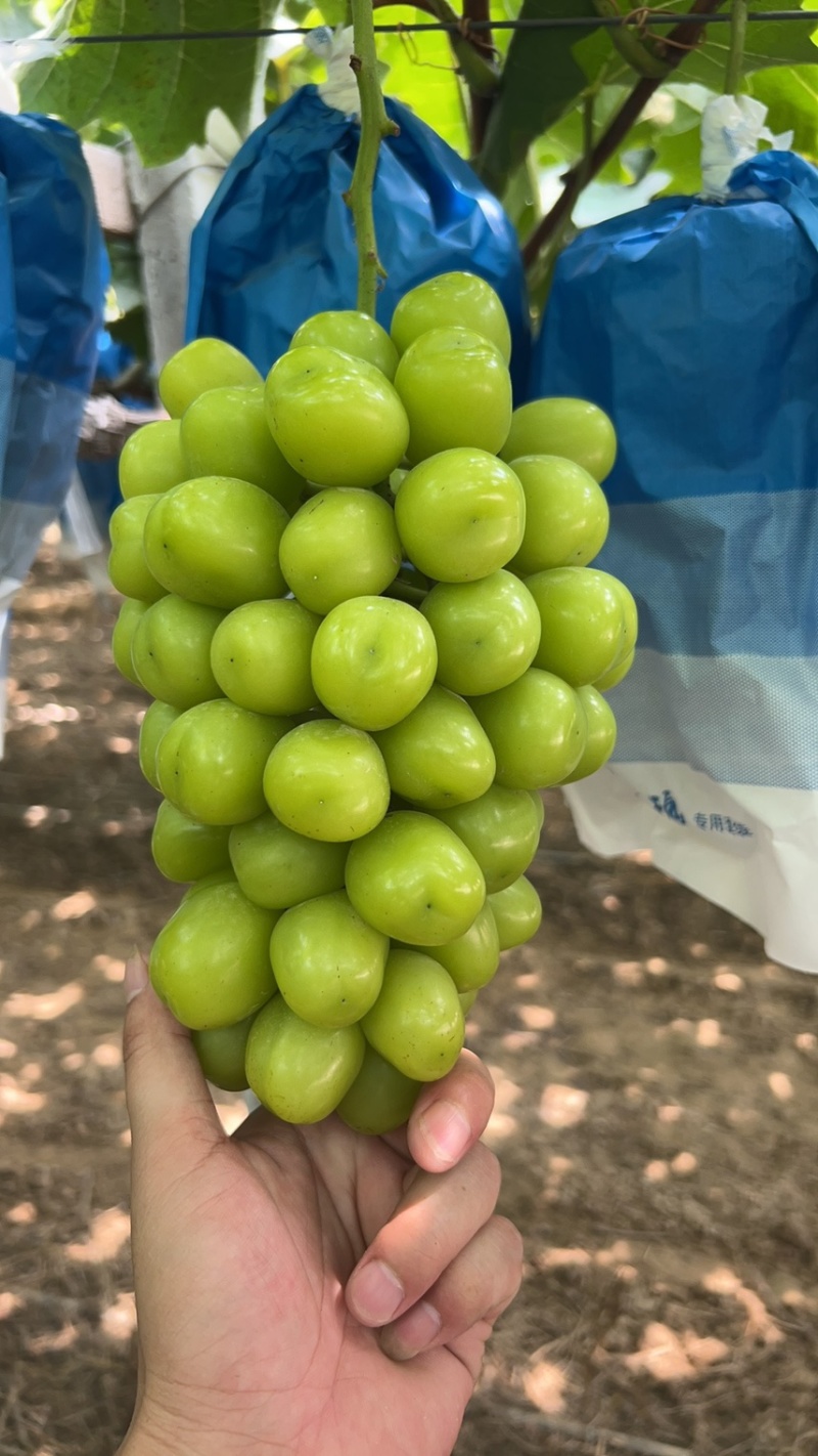精品阳光玫瑰大量供应市场商超电商供应链前来选购